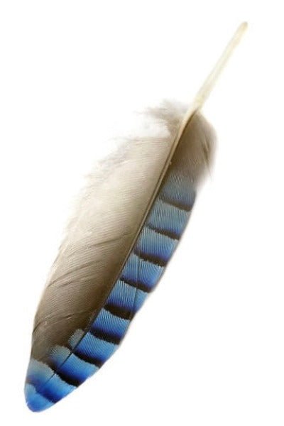 Blue Jay Feather - Naturenspires